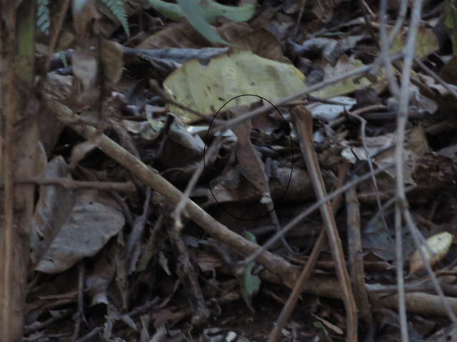 circle-lizard